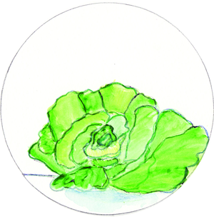 Rohkost-Kombination: Fenchel, Gurken und grüner Salat