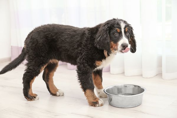 destilliertes wasser für tiere Tiere Hunde Katzen destilliertes Wasser