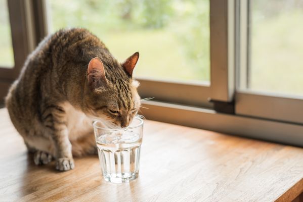 destilliertes wasser für den kater destilliertes Wasser Wasserkur Katze Nägel Haare Bronchien