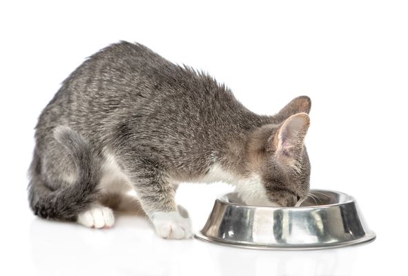 gesunde katze dank destilliertem wasser destilliertes Wasser Katze Nierenzyste Harnstein Fell
