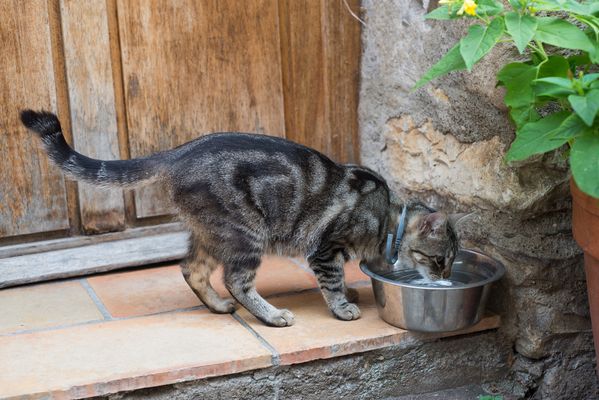 destilliertes wasser für die katze destilliertes Wasser Katze Nierentumor Urin Operation