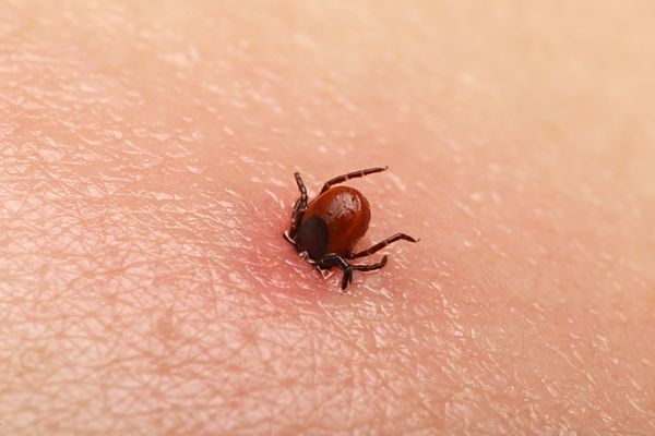 hilfe bei borreliose Zecken Borreliose Antibiotika Mohn-Zimt-Öl