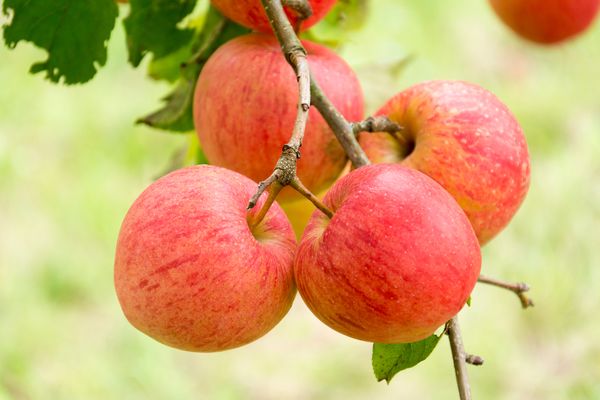Apfel - „König der Früchte“