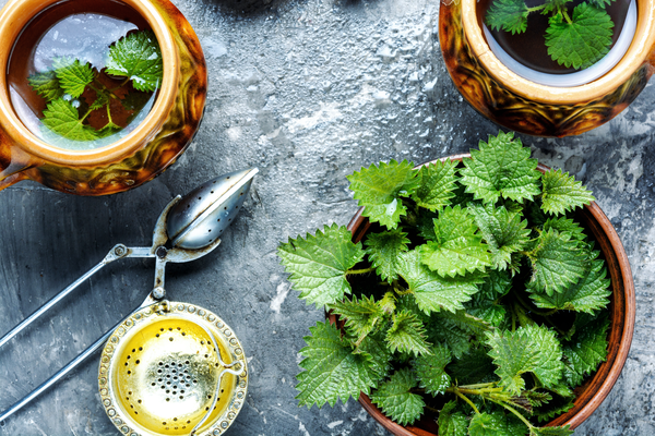 Kräuterkunde: Brennnessel