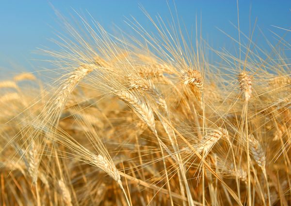 Die Gerste als Heilnahrung