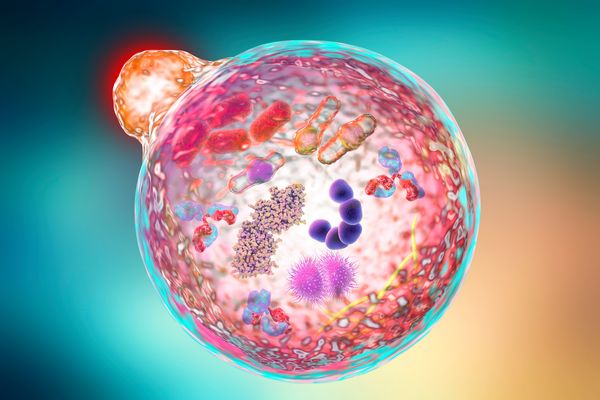 Zellregeneration: Autophagie der Zellen ermöglicht deren Erneuerung