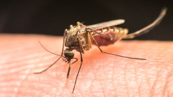 Ätherische Öle gegen Blutsauger