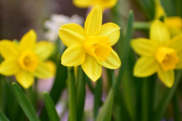 Osterglocken Narzissen Blumen gelb