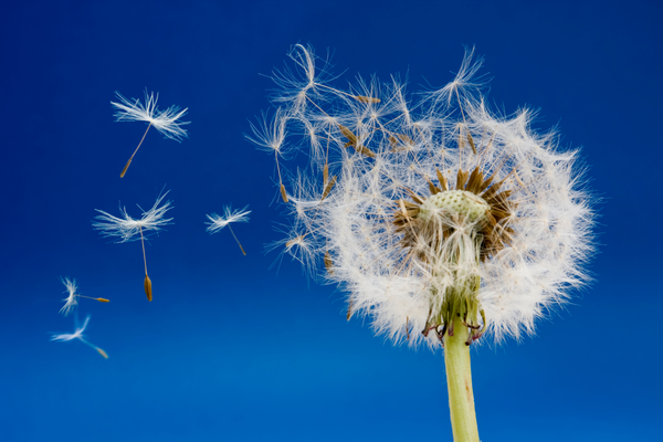 Health and Breath Culture - Second Reading