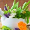 Frühjahrszeit – Kräuterzeit Frühjahrszeit – Kräuterzeit
