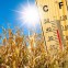 Sonne – Sommerhitze Sonne – Sommerhitze