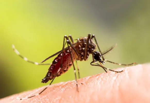 Hilfe bei Mückenstichen und Paradontose